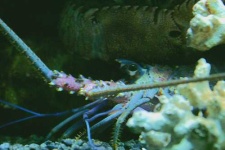 image of spiny_lobster