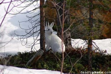 image of hare