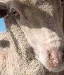 image of animal