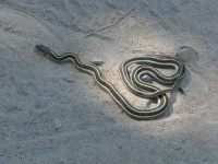 image of garter_snake #25