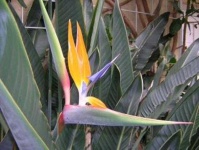 image of flower