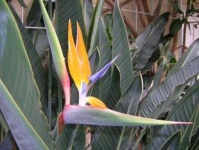 image of bird_of_paradise_flower #12