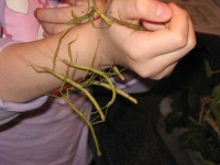 image of walking_stick