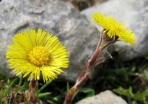image of flower