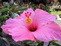 image of flower