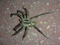 image of tarantula