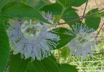 image of flower