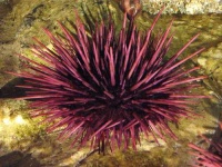 image of sea_urchin #13