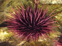 image of sea_urchin