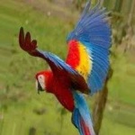 image of bird