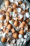 image of egg_shell #24