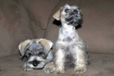 image of miniature_schnauzer