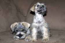 image of miniature_schnauzer #16