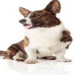 image of animal