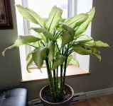image of house_plant
