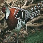 image of bird