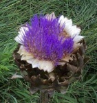 image of artichoke_flower #10