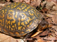 image of box_turtle