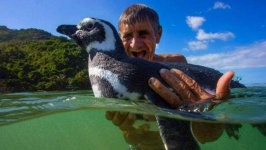 image of penguin