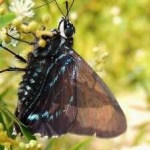image of animal