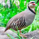 image of bird