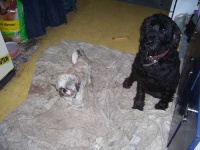 image of giant_schnauzer