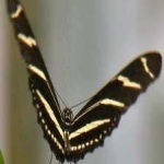 image of animal