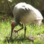 image of asian_crested_ibis #24