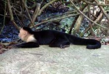 image of capuchin