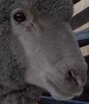 image of animal
