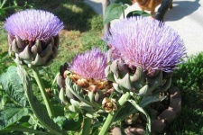 image of artichoke_flower #9