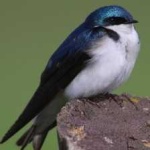 image of tree_swallow