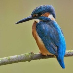 image of kingfisher