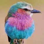 image of bird