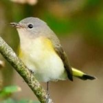 image of bird