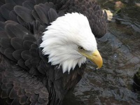 image of bald_eagle