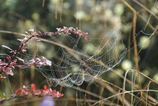 image of spider_web
