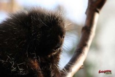 image of porcupine
