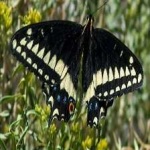 image of animal