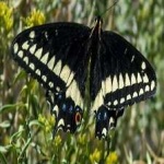 image of butterfly #23