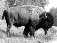 image of bison