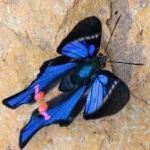 image of animal