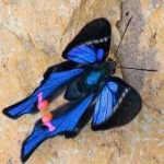 image of metalmark #32