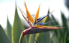 image of bird_of_paradise_flower #42