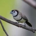 image of bird