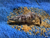 image of crayfish
