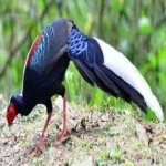 image of bird