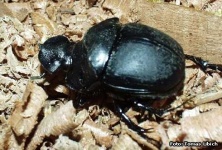 image of dung_beetle