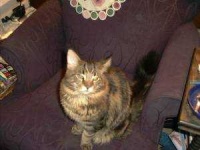 image of maine_coon #11