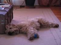 image of soft_coated_wheaten_terrier